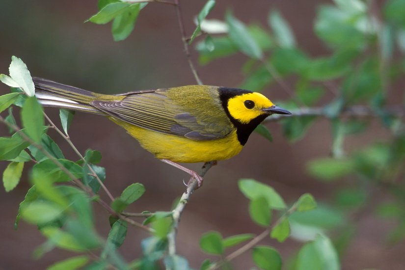 Love birds? You can help them by participating in citizen science!  escarpmentfund.ca/blog/help-prot…