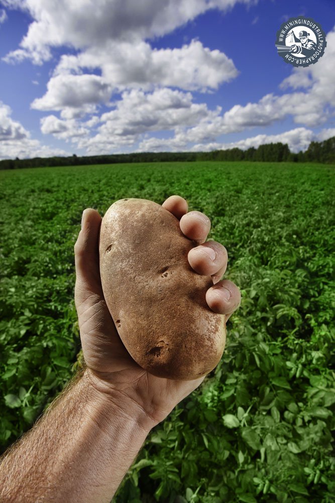 Going Green, Then Brown - See the full blog post below
miningindustrialphotographer.com/now-this-is-go…
#sudburyfarms #potatoefarming