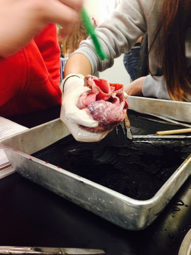 HenningMelanie's tweet photo. Pig heart dissections - 8th grade Science #authentic hands on #mshsinstruct #mshsscience https://t.co/BW82DDLqb4