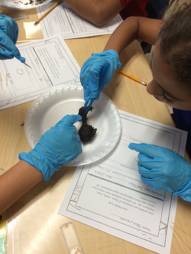 Mrs. Mulhern's class dissecting owl pellets! JTES Tigers Rock!