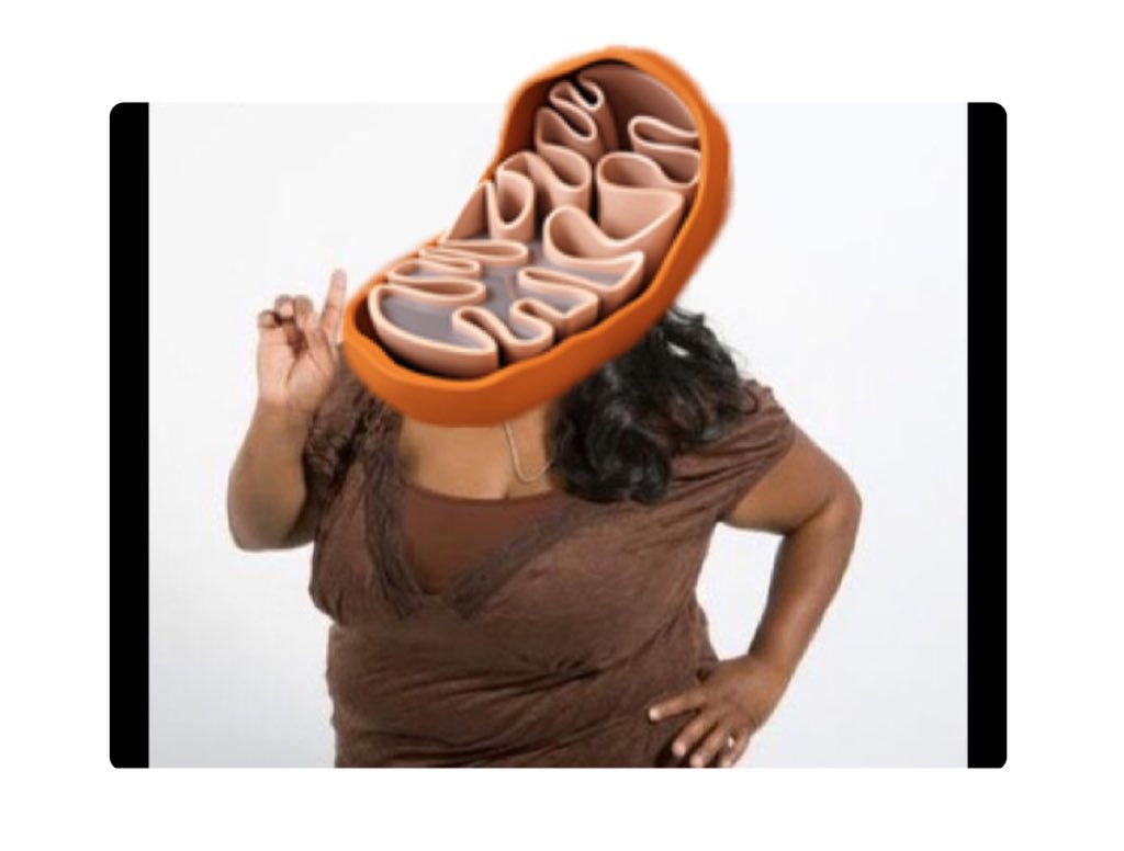 momma_mito's tweet photo. Ya thats right Im a strong and independent  #momma_mito #ownribosomes #owndna #independent #autonomous https://t.co/DNZkHRZgT7