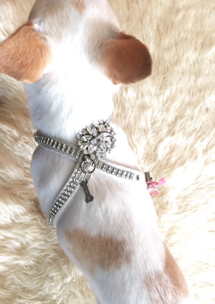 tessandi_van's tweet photo. @tessandi_van: FPO Limited edition Ice harness soon will be posted on our website message me if needed earlier. https://t.co/xMjZtzMku3