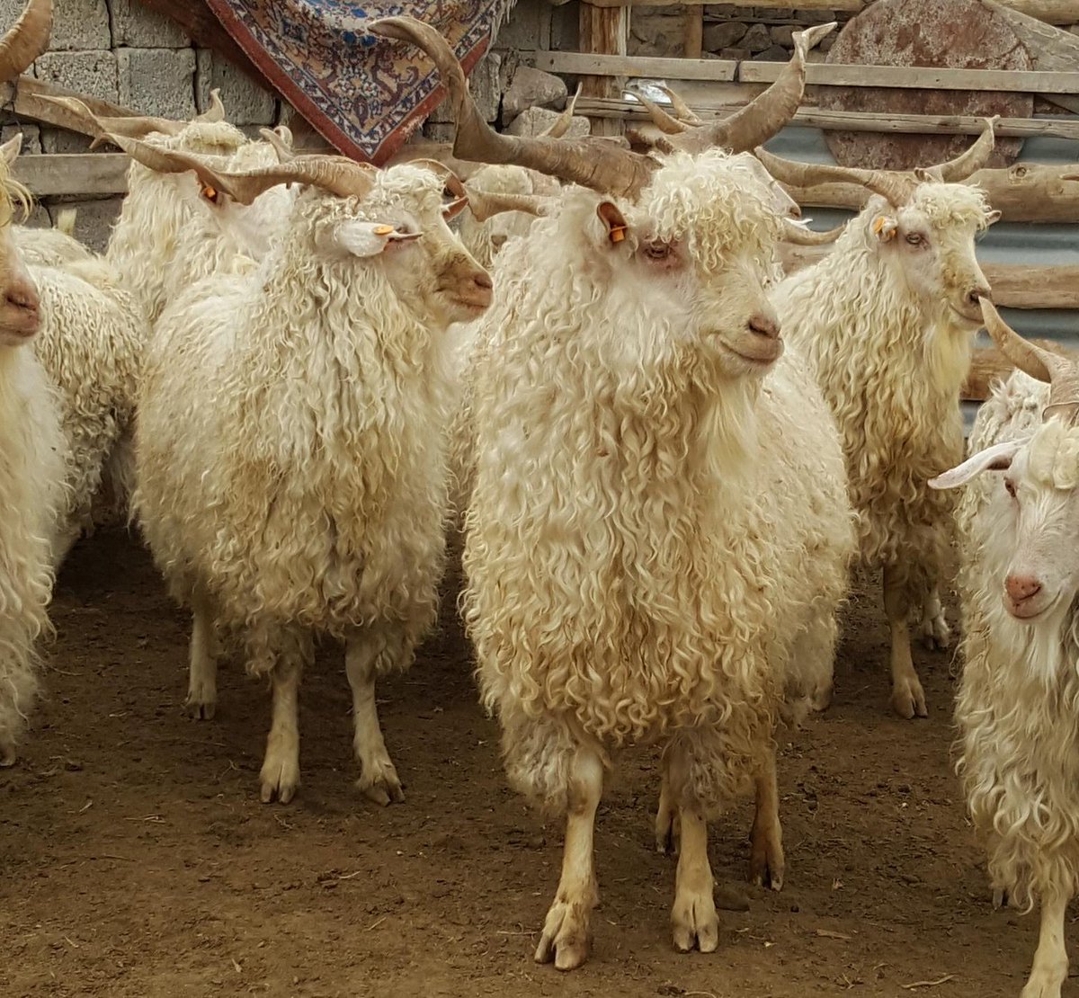 Ankara keçisi (@angoragoat) on Twitter photo 