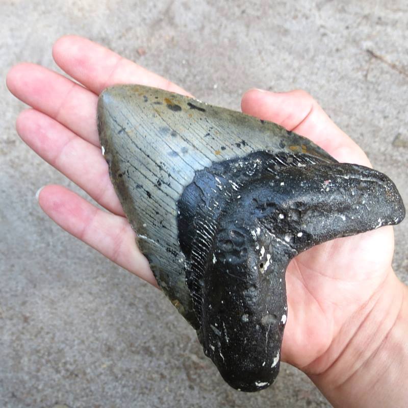 Large Shark Teeth Wash Up On North Carolina Beaches Following Storms