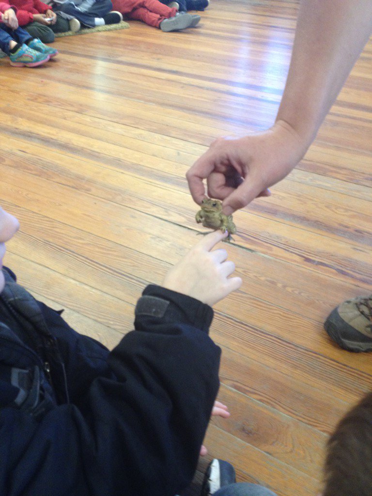 BethIngall's tweet image. Toad petting at the ODC.