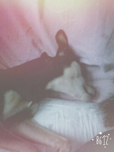 VIP86910230's tweet image. My dog)) Sleep)