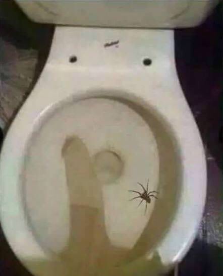 S.A.F on Twitter: "Found this spider in my toilet this morning, l hate