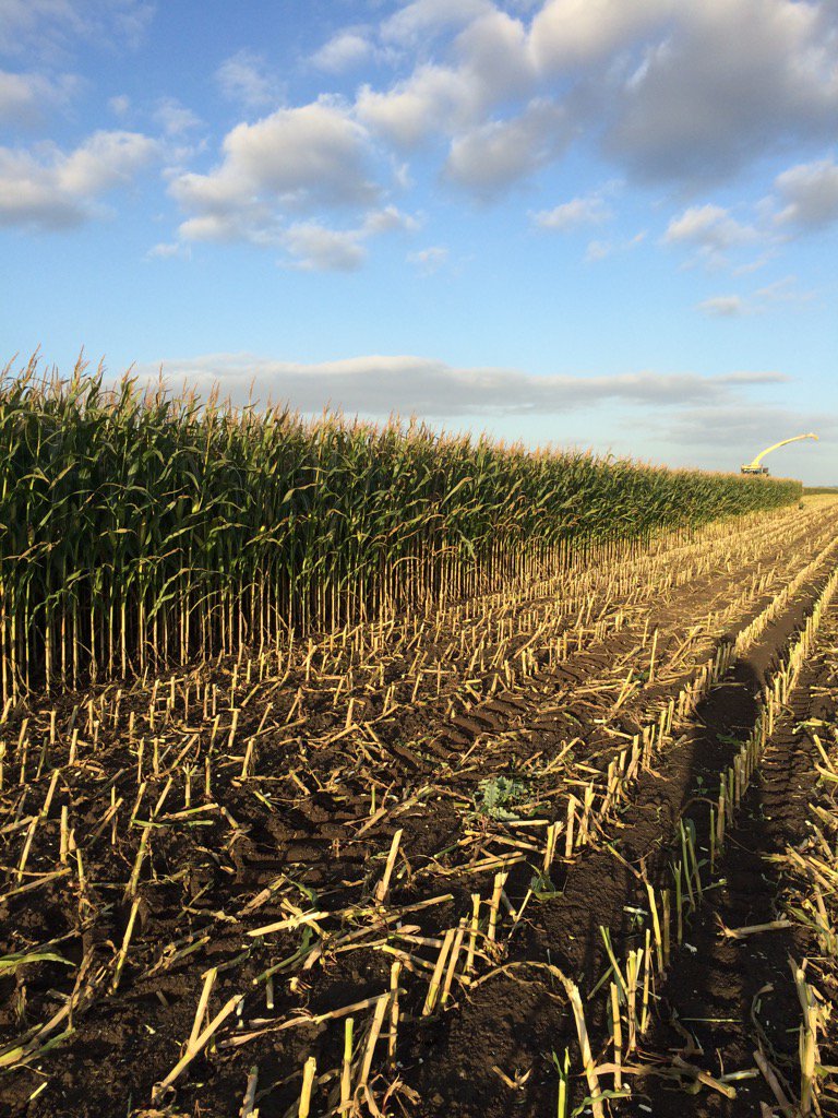agronomist_ben's tweet photo. #Maize15 nice evening for it https://t.co/MHFsiAUgez