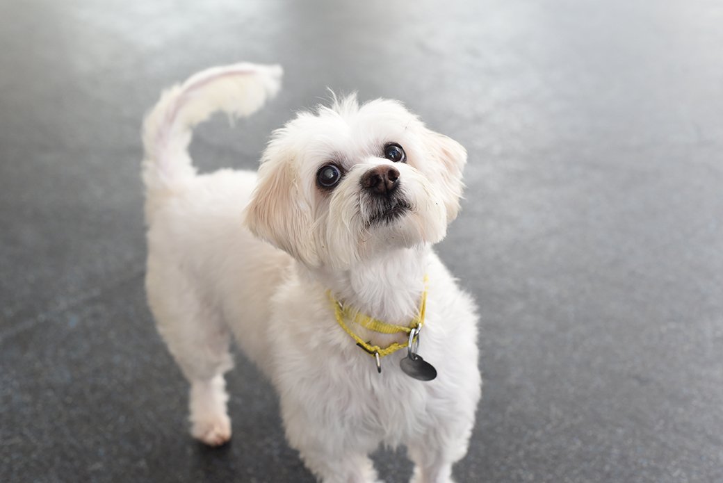 ASPCA's tweet photo. Please retweet and help our Pet of the Week Boo Boo find a home! https://t.co/lrm7bxqIS9 #adopt https://t.co/Mnjlb85FPU