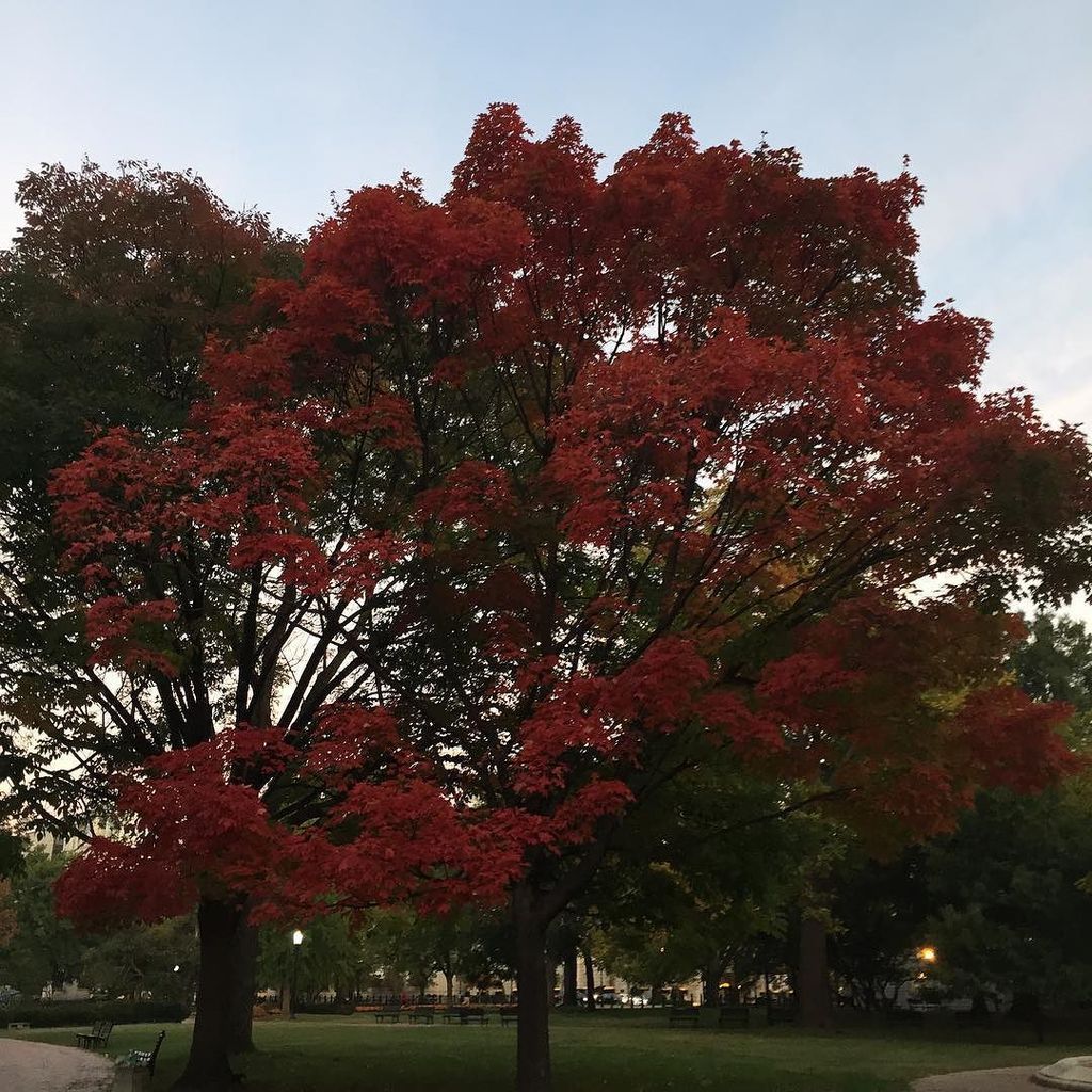 whphotos2013's tweet image. #fallindc #whitehousephoto wh.4rum.eu