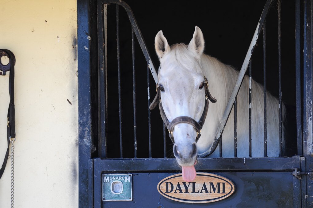 Coolagown Stud (@coolagownstud) on Twitter photo Double for #Daylami <a href="/CarlisleRaces/">Carlisle Racecourse</a> as Amuse Me & Monbeg Charmer Win by 8l's and 10l's respectively. #WINNER Double for #Daylami <a href="/CarlisleRaces/">Carlisle Racecourse</a> as Amuse Me & Monbeg Charmer Win by 8l's and 10l's respectively. #WINNER