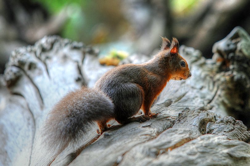 TravelWithKat's tweet image. Photographing the Red Squirrels of Brownsea Island #Poole #Dorset #Wildlife travelwithkat.com/2015/10/21/pho… @DavidAPlummer