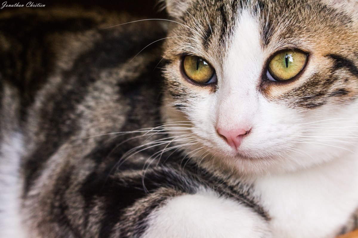 MiniMars54's tweet image. Ma petite Flore  ♥