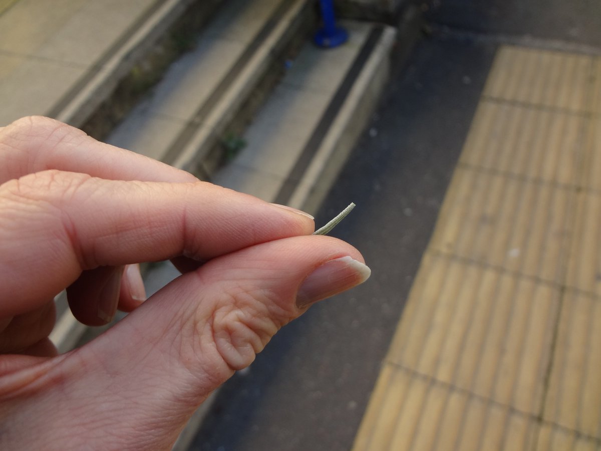 lavender #derive #SheffieldDerive