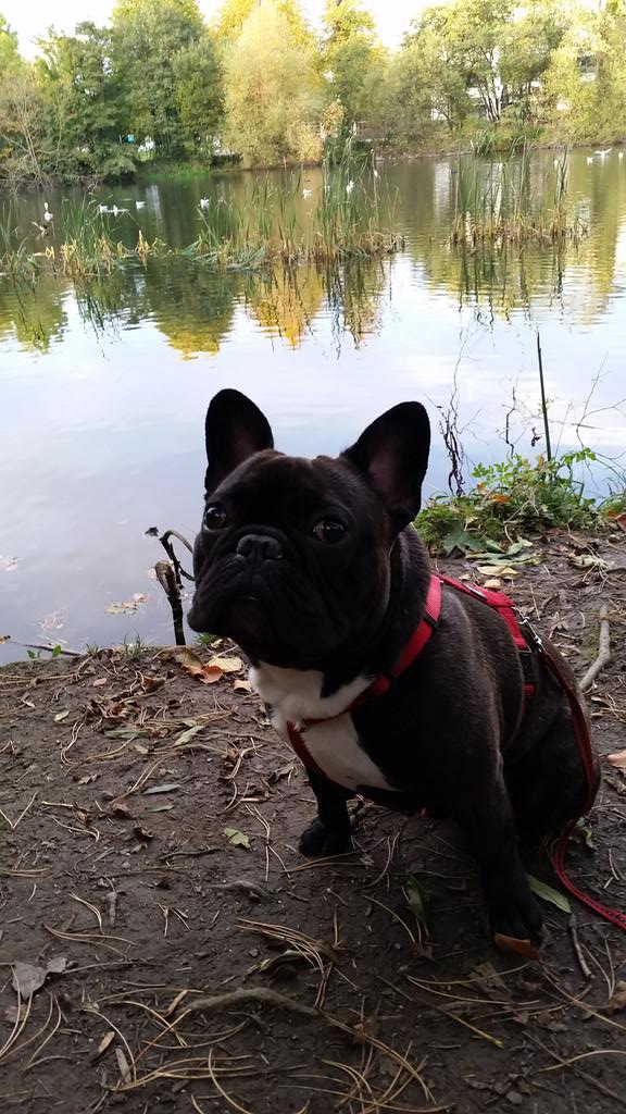 Ricarcin84's tweet image. A walk with my baby #PortoVieira #park #dublin #ireland #FrenchBulldog @frenchbull @FrenchieNews @DogsofDub