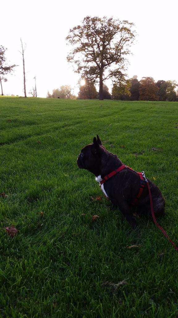 Ricarcin84's tweet image. A walk with my baby #PortoVieira #park #dublin #ireland #FrenchBulldog @frenchbull @FrenchieNews @DogsofDub