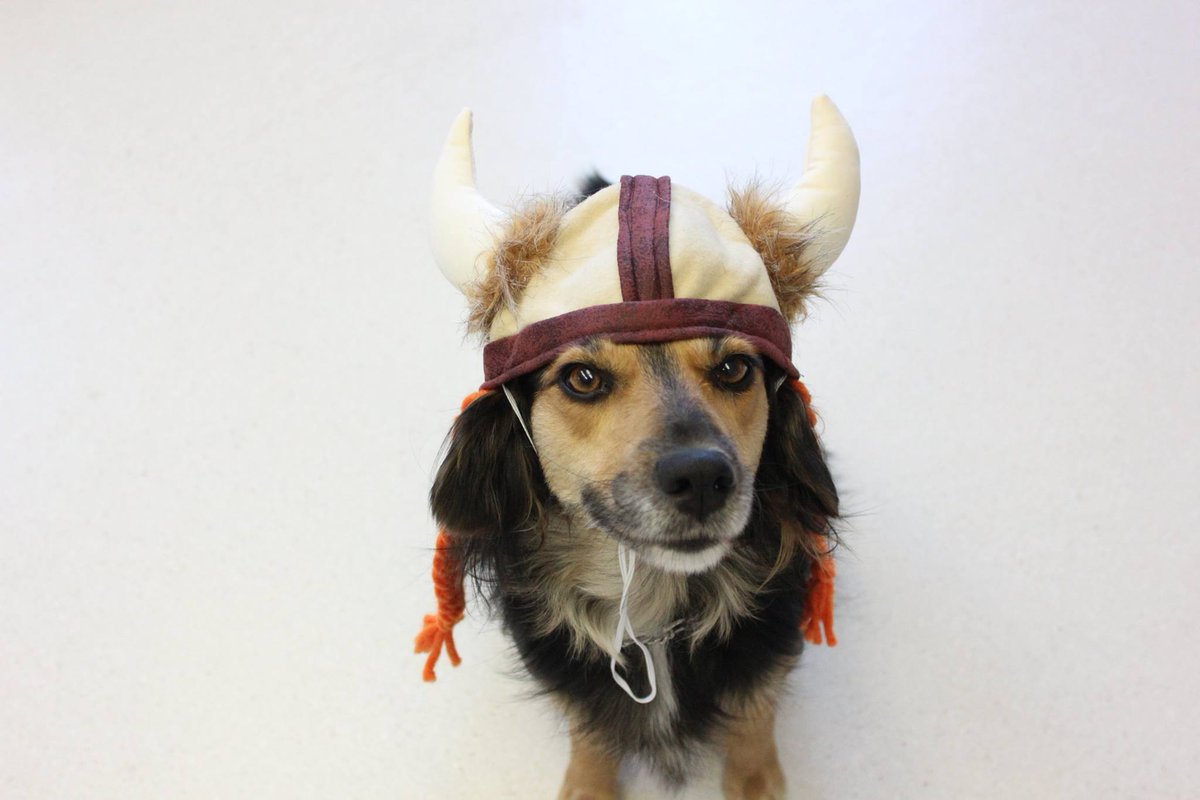 PETPARTMENTS's tweet image. Chocolate and sweets can be dangerous for dogs.Walk dogs before trick-or-treaters are out! #welovepets #halloween