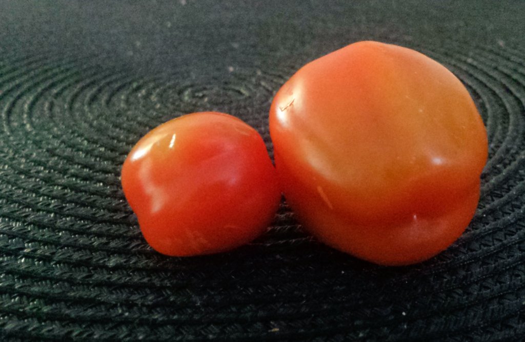 OpenHouseExeter's tweet image. #ExeterHour
Let's hope our next summer will ripen my tomatoes in time.