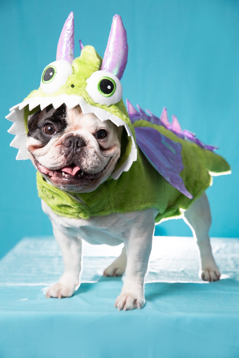 AllPetVoices's tweet image. Cute! RT @PetSmart: #IShouldntBragBut @FrenchieManny is the cutest alien on the planet. And every other planet.
