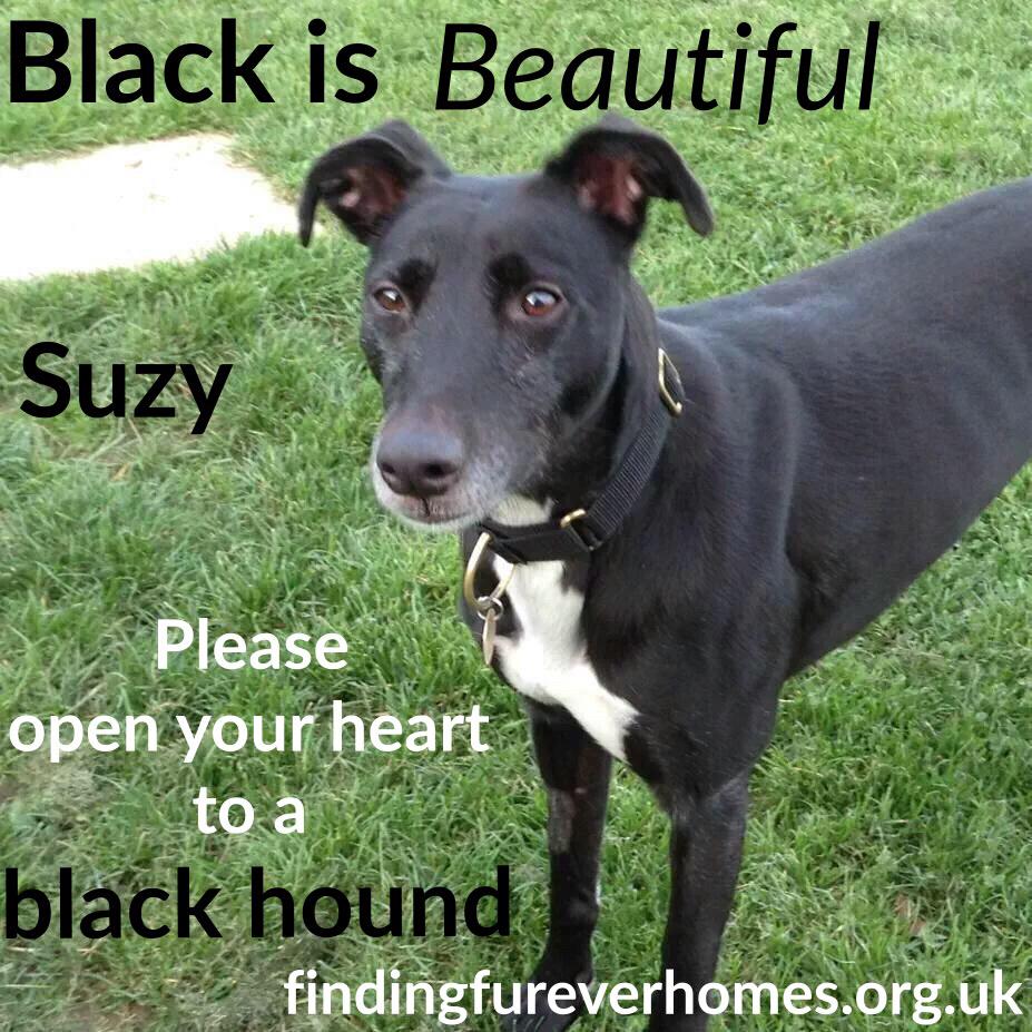 Nightowl400's tweet image. Suzy is a sweetheart 💕 she's looking for her special someone, is that you? All info ➡ findingfureverhomes.org.uk 💜