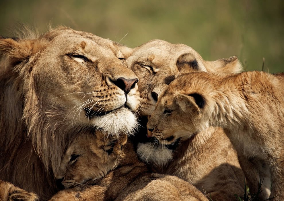 JordinIvyRoman's tweet image. I love this photo SOOOO much! #BrandonHarris #FamilyTime #Family #Lion