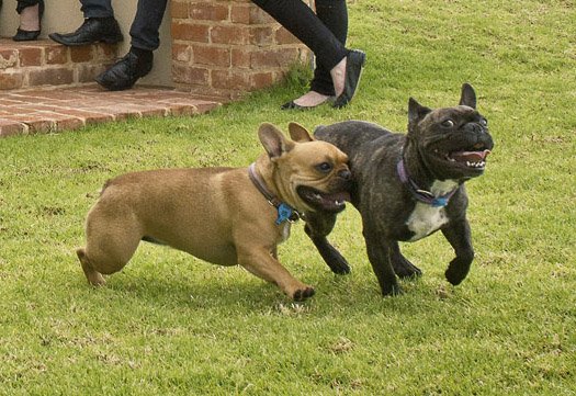 Jimbarrywines's tweet image. Friday afternoon feels #frenchbulldogs #winedogs #excitedfortheweekend