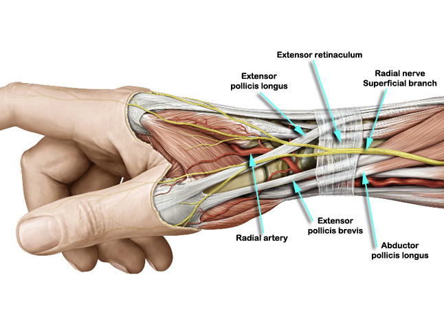 T_3PM_251LAB's tweet photo. Know insertions for muscles of the forearm! Tendons or muscles can be tagged for lab exam, you must name the muscle https://t.co/Ea64FSHiYu