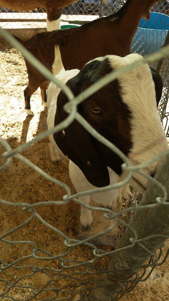 KeennyPineda's tweet photo. #GoatLuck #LetsGoDodgers http://t.co/xKzEqL4SlB