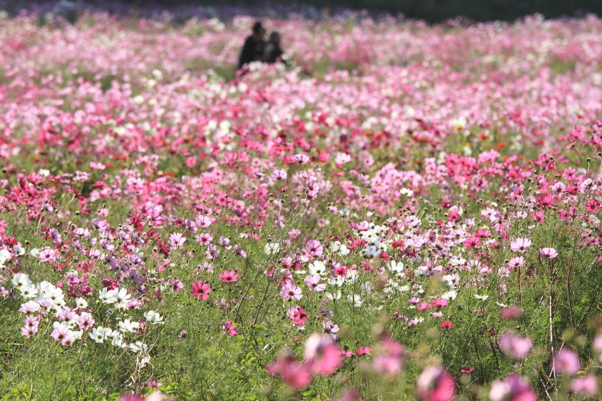 すべての美しい花の画像 100 Epic Best雑草 に 強い 花 すべての美しい花の画像 100 Epic Best雑草 に 強い 花