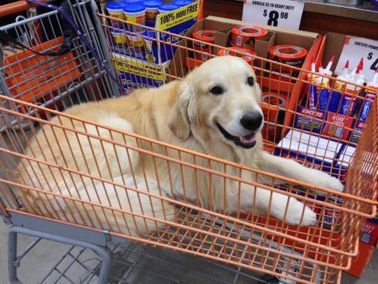 when u put something in the cart when ur shoppin with ur mom and u hope she doesnt notice