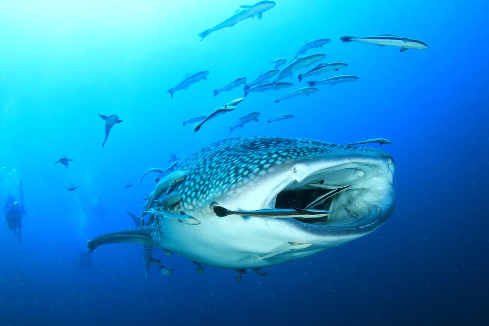 PADI's tweet image. The World's Best Big Animal Dives bit.ly/1UAUqj0
