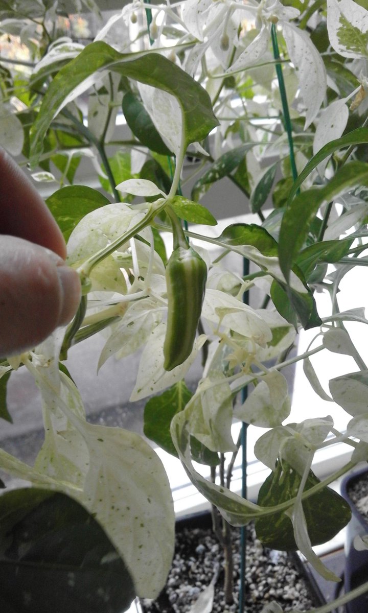 jamiewwilson's tweet photo. FISH!!! #hotpepper #Leithchillies http://t.co/jJROp0K9OG