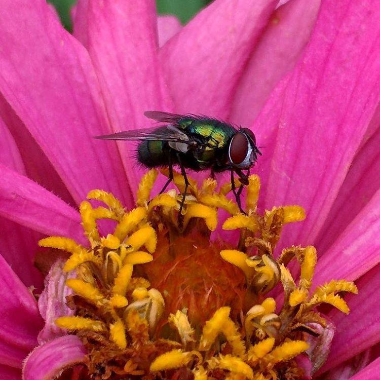 銀バエ Twitter Search Twitter