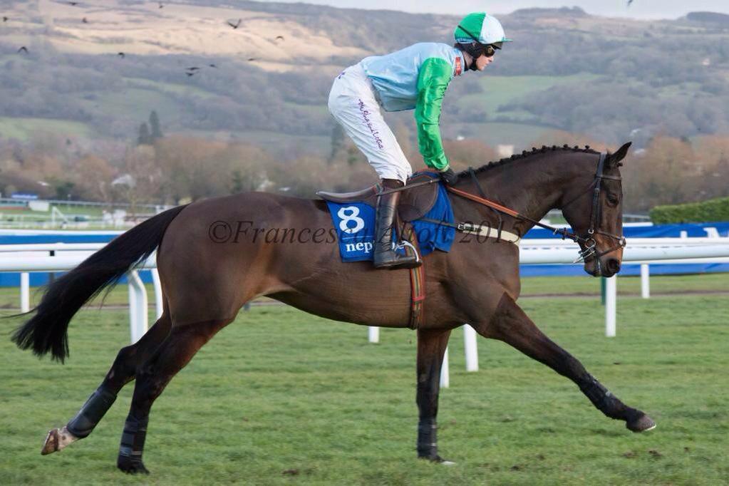 FrancescaJane_x's tweet image. Big good luck today to the biggest poser of a horse I know! #PresentView #Elvis @jamiesnowden @brendanp1995