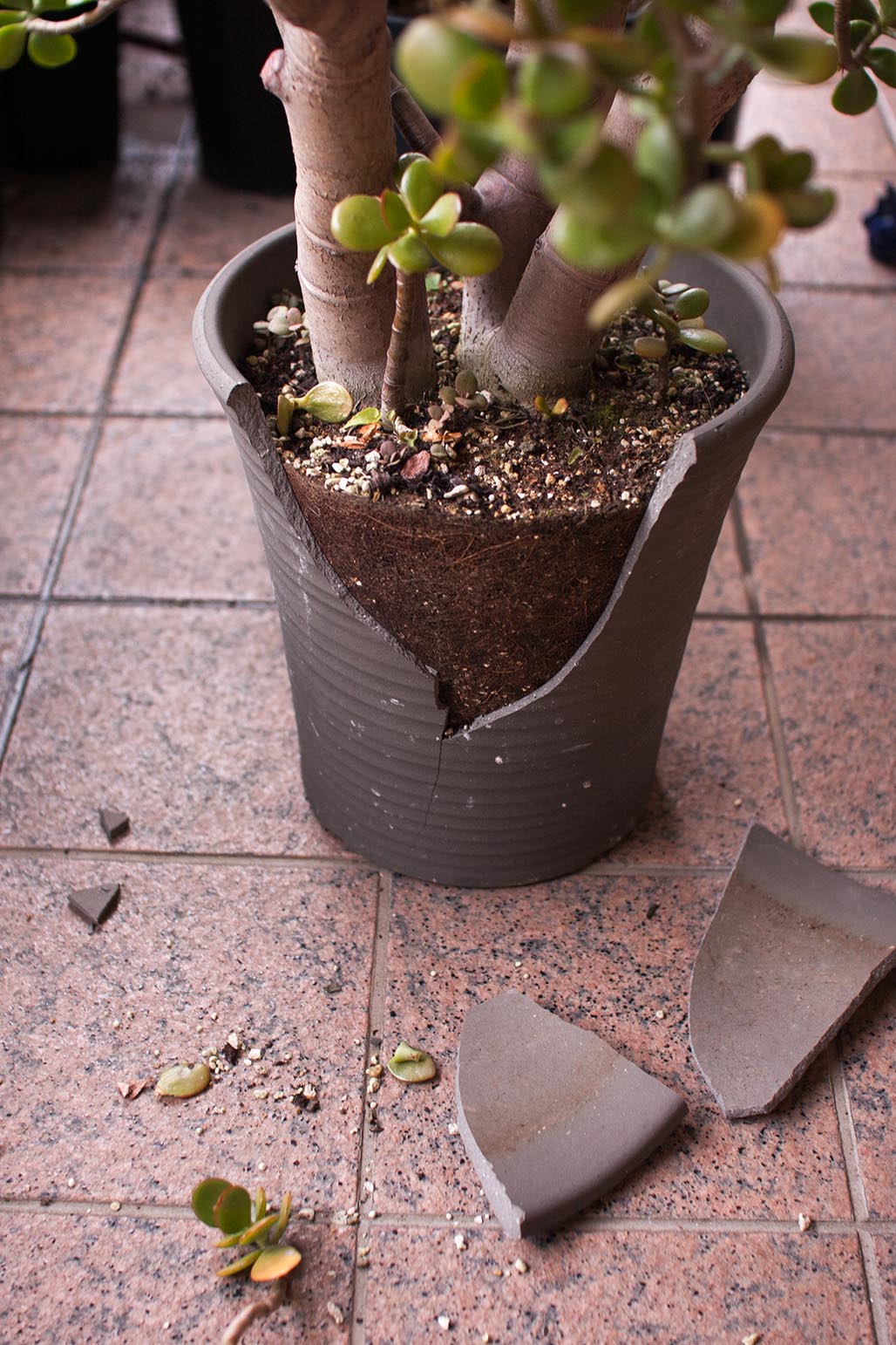 ガチャ猫 強風で金のなる木が倒れ 鉢が割れた そして根詰まりしてる様子 植え替えは時期的にアレなので ガムテープで補強して冬を越えてもらおう Http T Co Fnss6z7hj4 Twitter