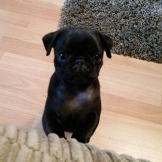 Let me up! Its time to party! 😁🐶👀#pug#puppy#platinumpug findelight.net/puggie_detail.…