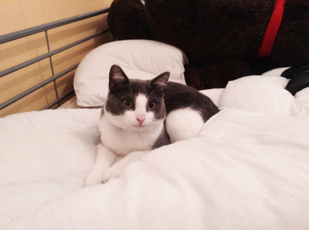 Elizabeth20049's tweet photo. “@VanessaMerrell: Goals http://t.co/hWCcza32sP”look at my cat http://t.co/vTRExgsf3E