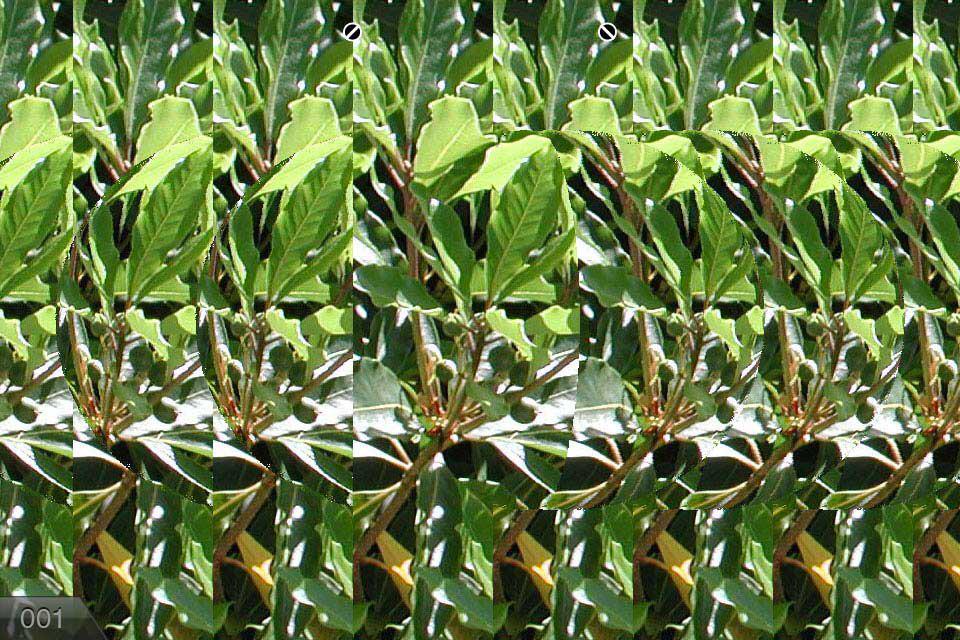 Tigerfalcon Tigerfalcon2 Twitter