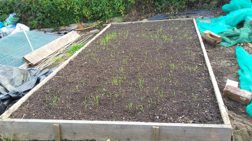 OnRootToYew's tweet image. "Grow Your Own Bread Take 2 " 
On the grow.
#growyourownbread