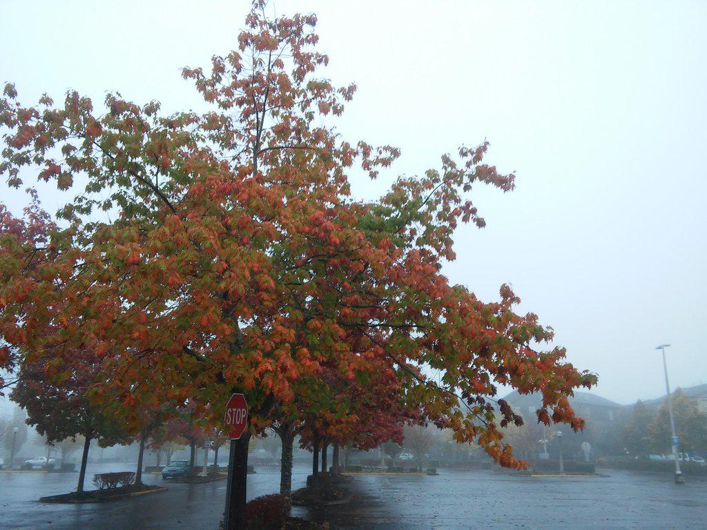 bhavya_jain's tweet image. On my way to #PyDX what a foggy day.