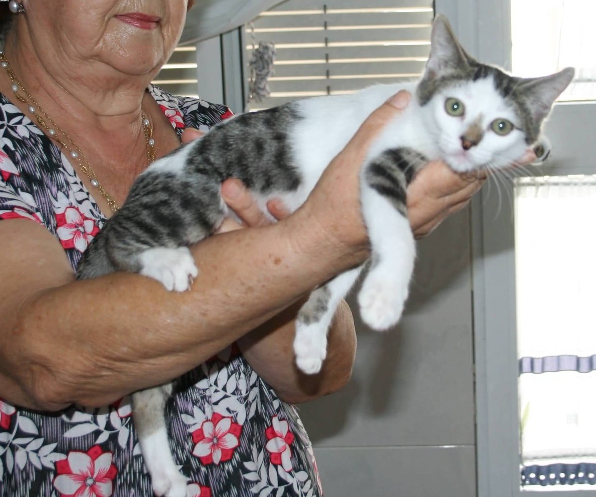 Thyra, weiblich, geb.15.06.15, noch in Spanien, Vermittlung über: katzenhilfe-samtpfötchen.de