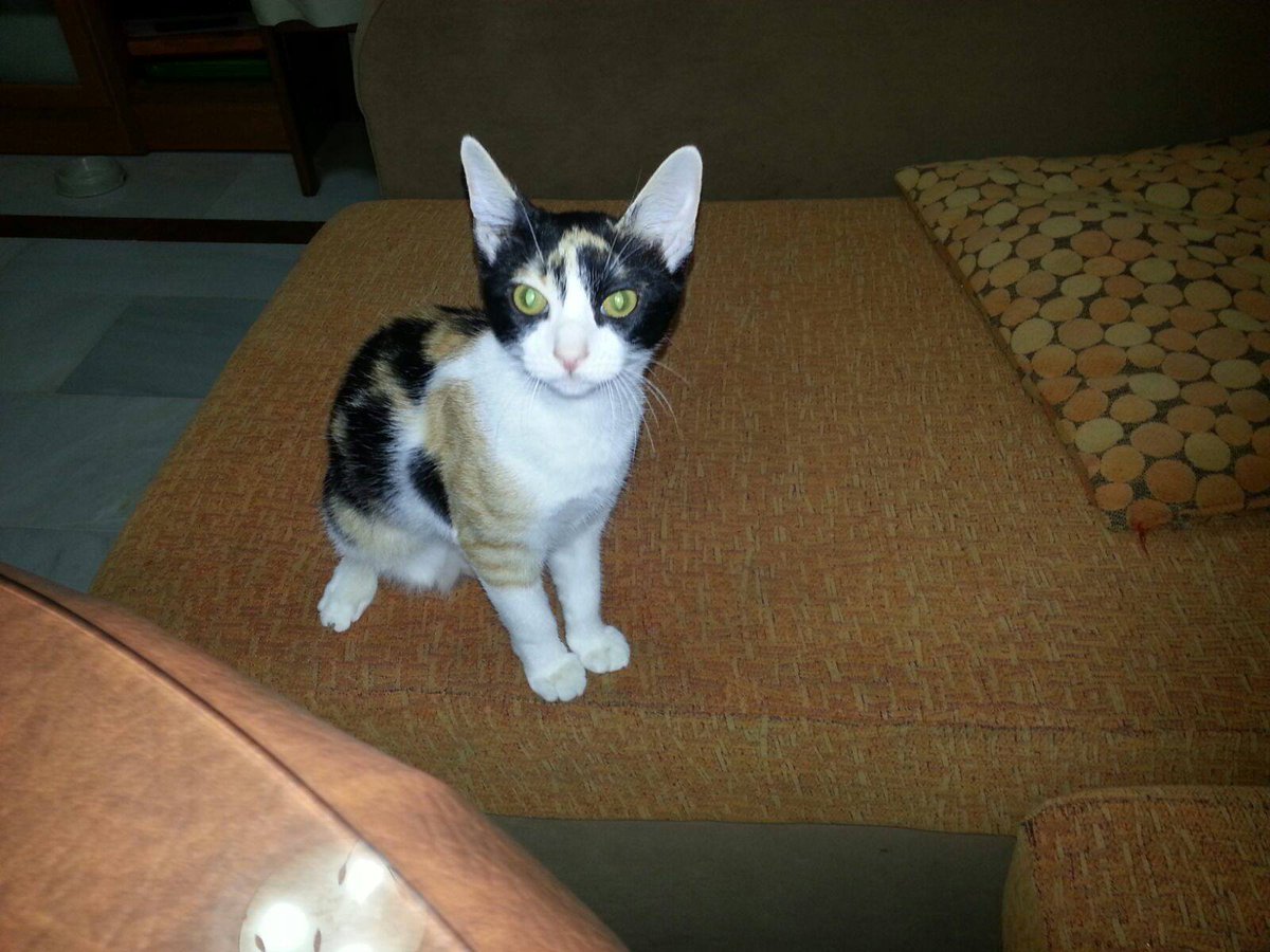 Effy weiblich, geb.01.05.15, noch in Spanien, Vermittlung über: katzenhilfe-samtpfötchen.de