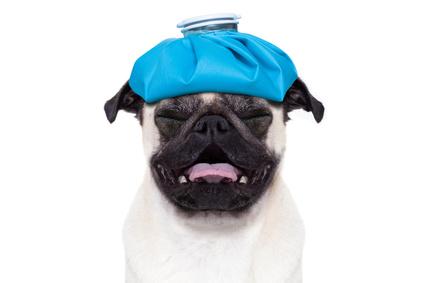 VodkaMag's tweet photo. Hangover from Weekend Party? How to avoid a Vodka hangover  http://t.co/IUKDUaNKVF
#vodka #hangover #party #vitamin http://t.co/3A99n9JORO
