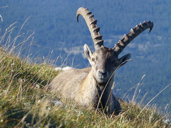 Vegan_Corp's tweet photo. Hélicoptères, tireurs d’élite… Apocalypse now sur le massif du Bargy ! http://t.co/3oZMwa8ZsE http://t.co/7Yhw7CEKdz