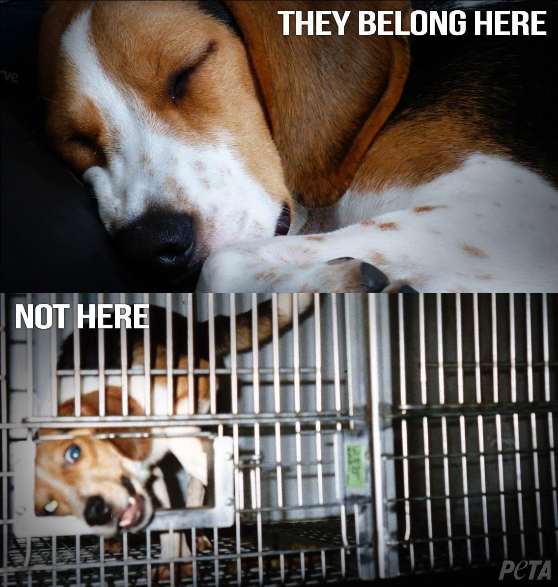 peta's tweet photo. Dogs belong in loving homes, not behind the bars of a barren cage in a lab, waiting to be tortured. #StopAnimalTests http://t.co/JWx9zTtBcW