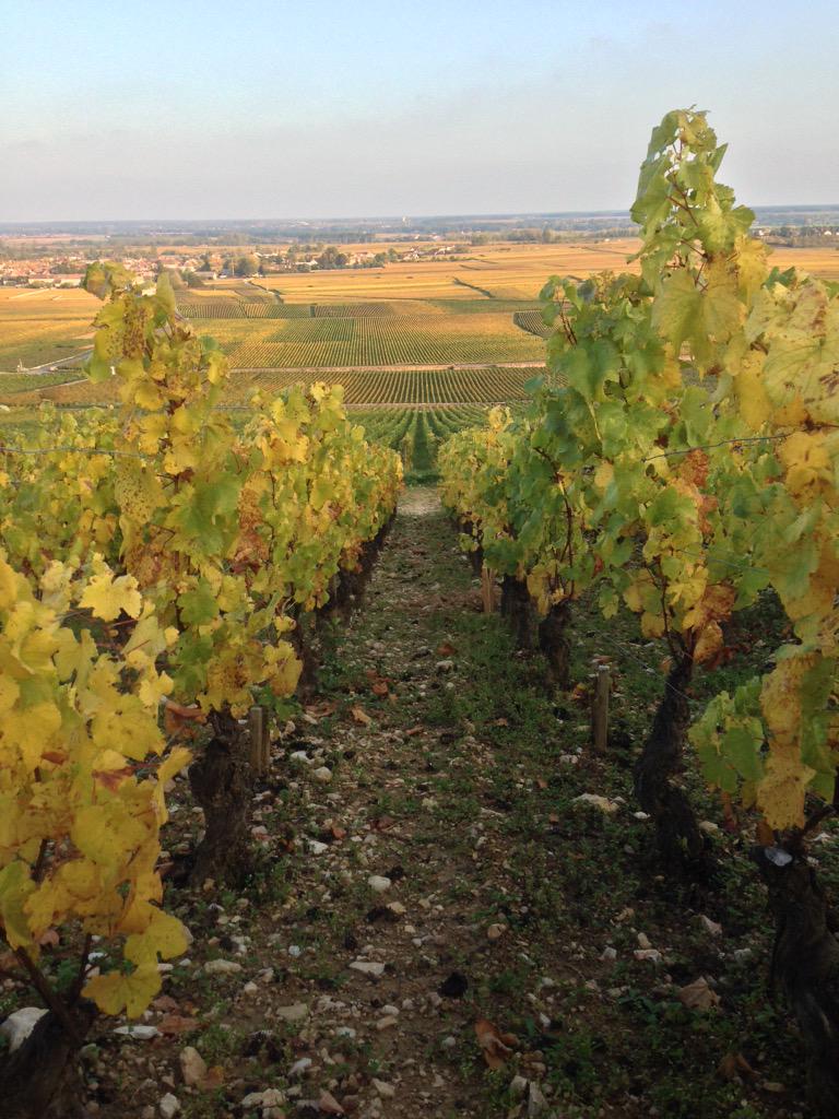 JonasDostert's tweet photo. Chevalier-Montrachet #Bourgogne http://t.co/gfbzqgWXgX
