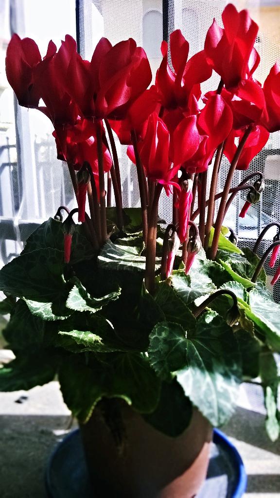 CaloreG's tweet photo. benvenuta Ginevra #fiore #macomesichiama? #machefioreè? http://t.co/6l6KFWCEut