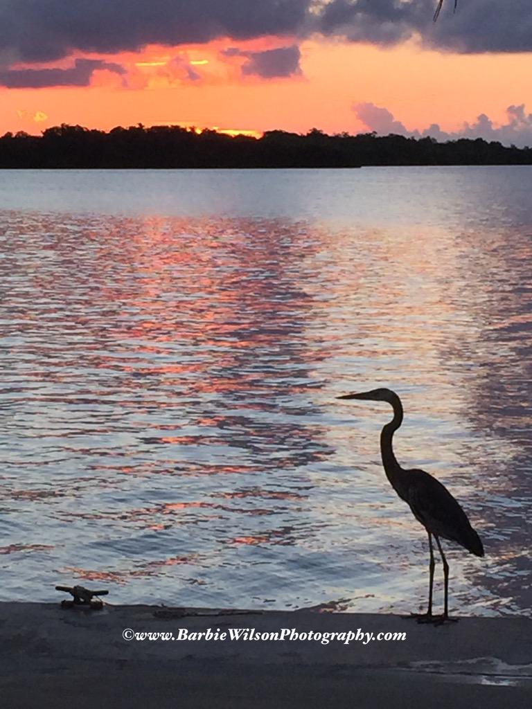 barbiedoll_eyw's tweet photo. Sunrise is always better with a buddy! #flkeys #keywest http://t.co/9P1Q8gB2WD