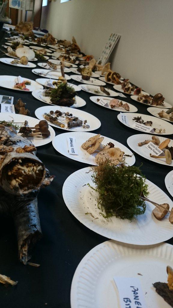 ukfungusday's tweet photo. Fungi identification display at @CUBGEducation #ukfungusday #ukfd15 http://t.co/qOxBFt8q1c