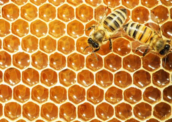 Let's hear it for honeybees! Where would we be without them? grnpc.org/Ig22L